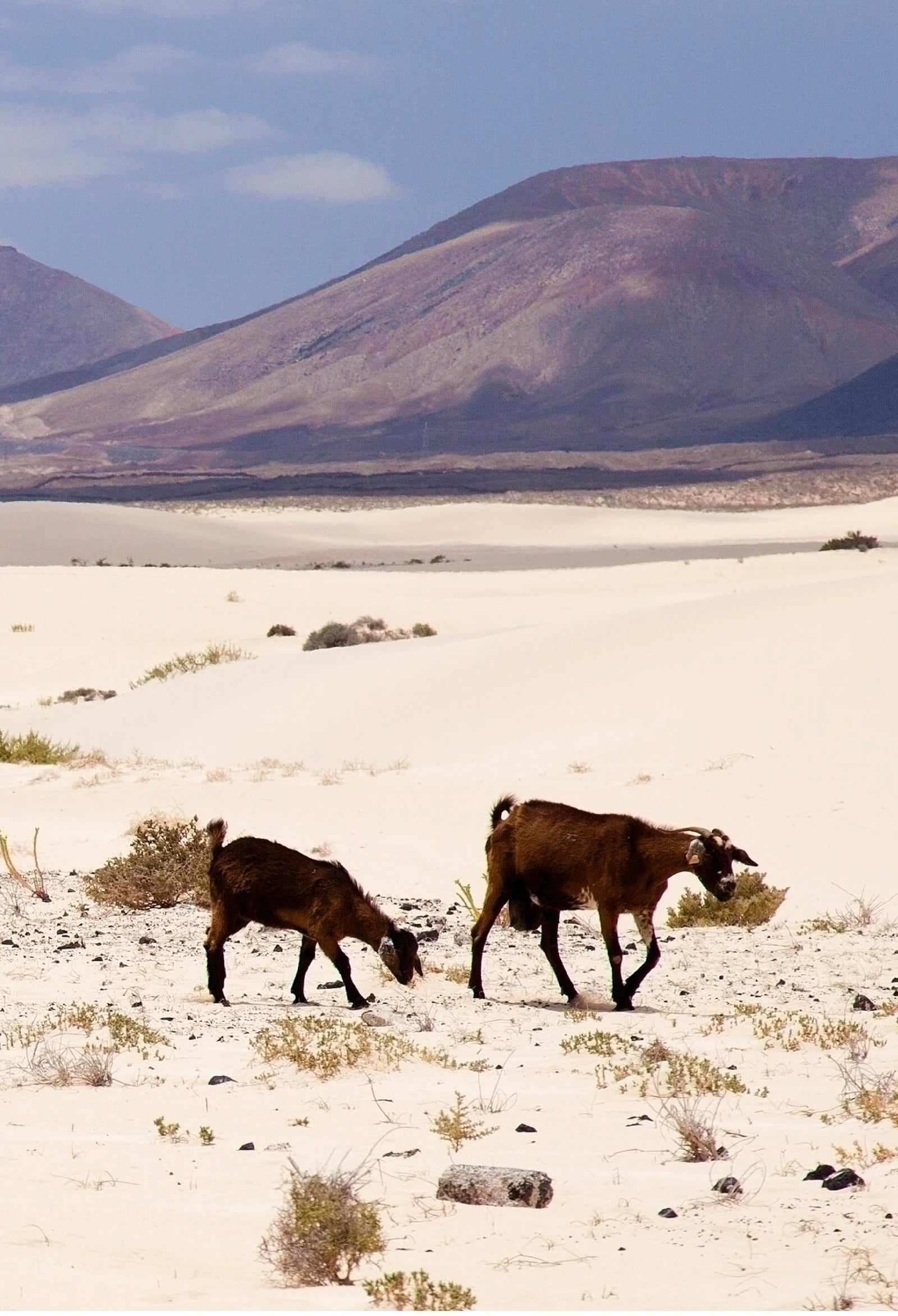 Cabras entre las dunas y las montañas de Fuerteventura.